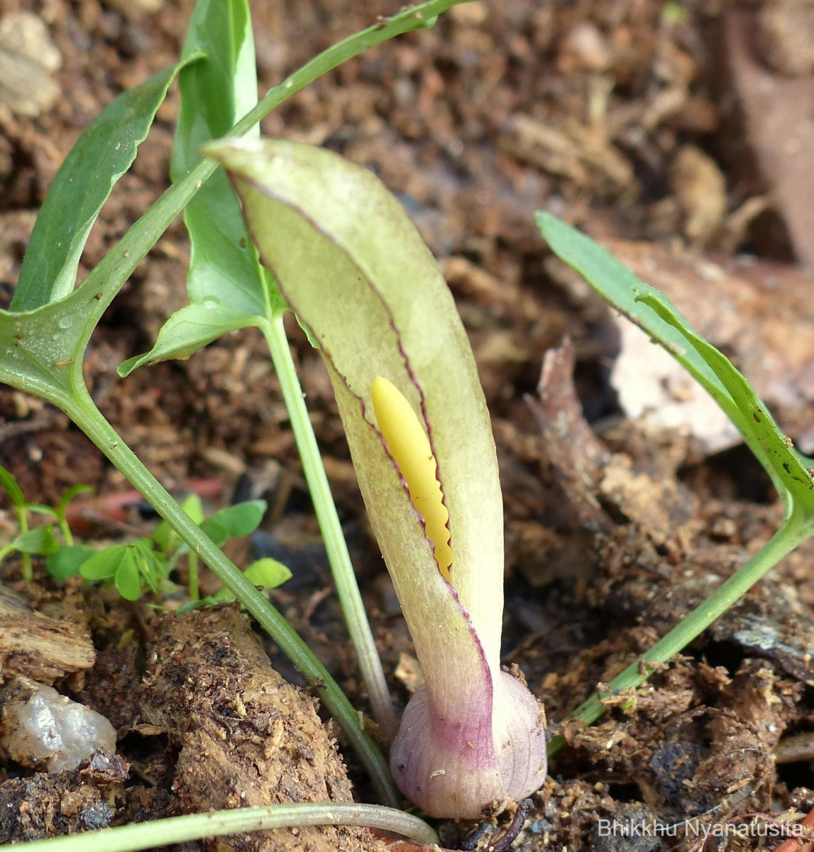 Theriophonum minutum (Willd.) Baill.